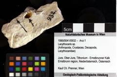 Foto (Objket + Etiketten) von Lecythocaris sp. 